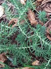Petrosedum rupestre
