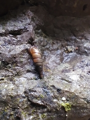 Papillifera papillaris