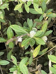 Alternanthera philoxeroides
