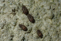 Nimbopsocus australis
