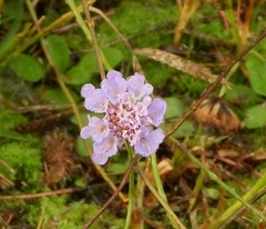 Scabiosa triandra