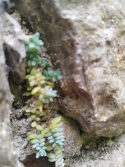 Sedum dasyphyllum
