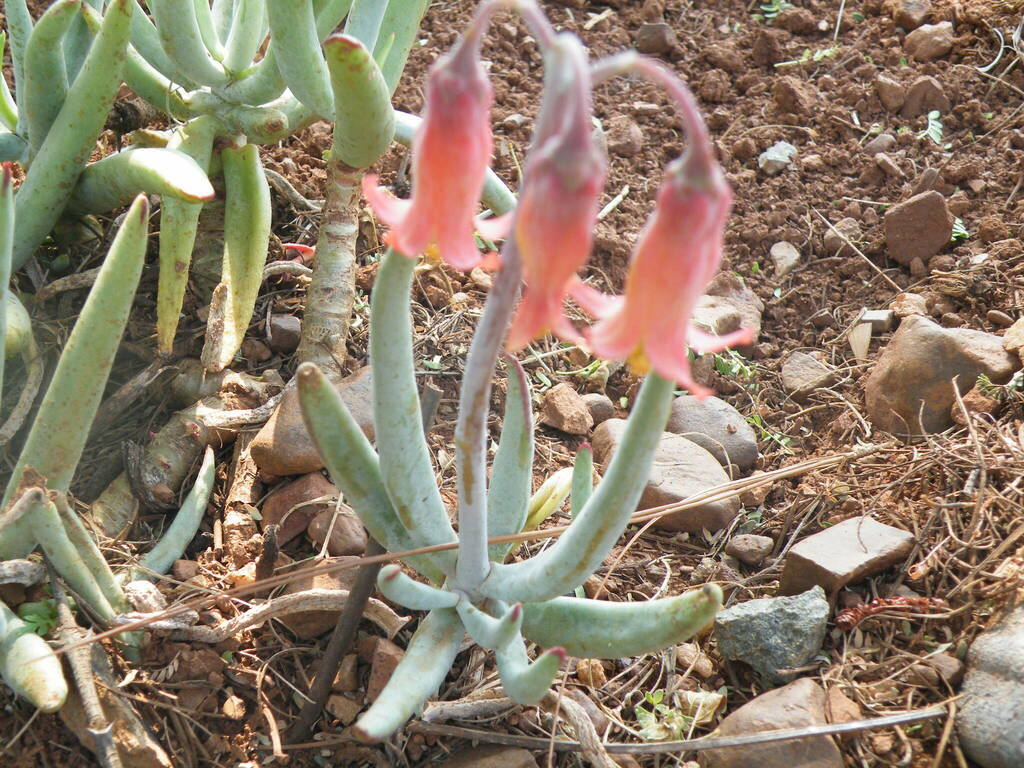 Cotyledon orbiculata var. flanaganii