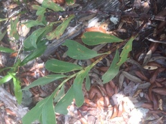 Polygonella macrophylla