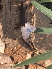 Theclinesthes miskini