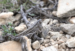 Euchorthippus elegantulus