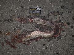 Fowlea flavipunctata