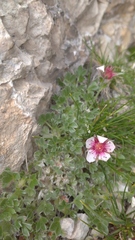 Potentilla nitida
