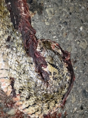 Fowlea flavipunctata