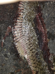 Fowlea flavipunctata