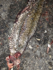 Fowlea flavipunctata