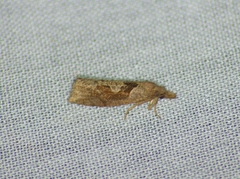 Pelochrista similiana