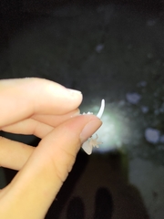 Hemidactylus brookii