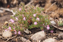Tetratheca procumbens
