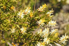 Orites revolutus