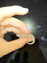 Hemidactylus brookii