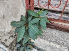 Ficus virens
