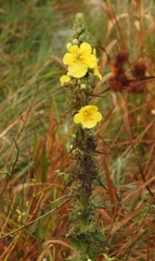 Verbascum phlomoides