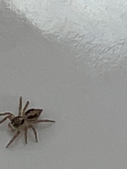 Plexippus paykulli