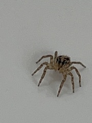 Plexippus paykulli