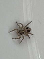 Plexippus paykulli