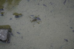 Limnogonus