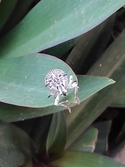 Cydianerus latruncularius