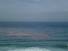 Noctiluca scintillans