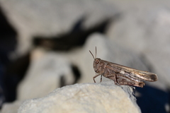 Aiolopus strepens strepens