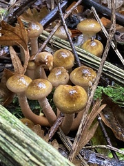 Armillaria