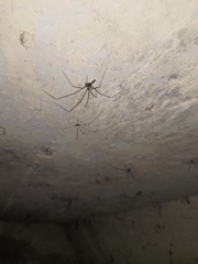 Smeringopus pallidus