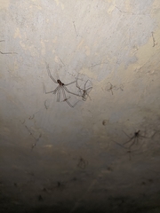 Smeringopus pallidus