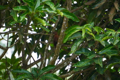 Micropternus brachyurus