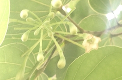 Piliostigma reticulatum