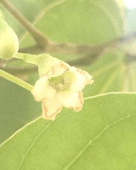 Piliostigma reticulatum