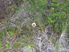 Dasypogon