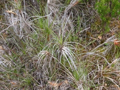 Dasypogon