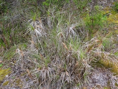 Dasypogon