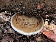 Ganoderma applanatum