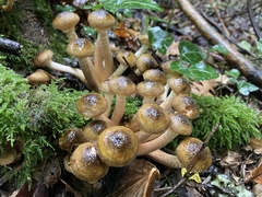 Armillaria