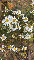 Tripleurospermum