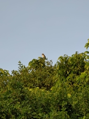 Pycnonotus sinensis formosae