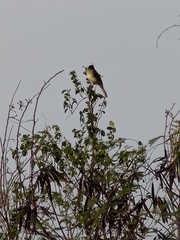 Pycnonotus sinensis formosae