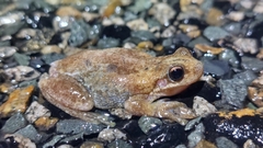 Litoria rubella