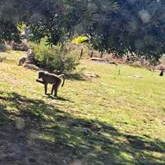 Papio ursinus ursinus