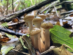 Armillaria