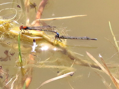 Pseudagrion massaicum