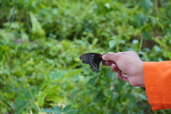 Papilio memnon