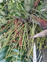 Arecoideae