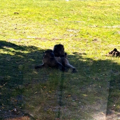 Papio ursinus ursinus